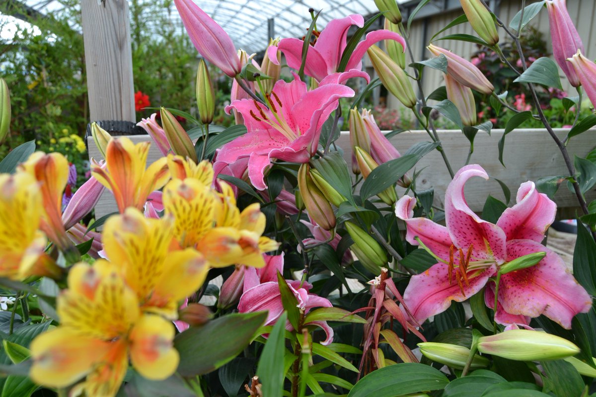 DunbarGC's tweet photo. Our lillies are putting on quite a show! https://t.co/kN0hyE5HNF #lovegardening #loveplants #eastlothian #dunbar #colour #inspiration https://t.co/ps5O7ChdnY