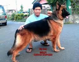 wasimcml's tweet photo. #German #shepherd #Handbook- #How to #take #care of and #train your German shepherd Dog https://t.co/4iFaoFJWE6 https://t.co/OXFBGRVdzI