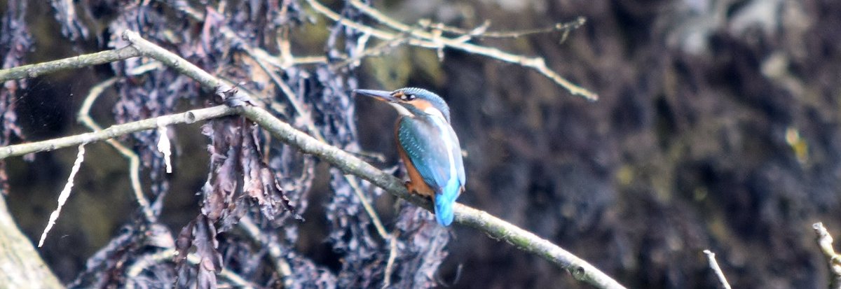 kayakcornwall's tweet photo. Pic of the day-Kingfisher in rain-from a kayak! @LooeLove @LoveFowey @LoveLostwithiel #wildlife #guidedtrips #kayak #golant #onthemove https://t.co/s1hHTgEsCc