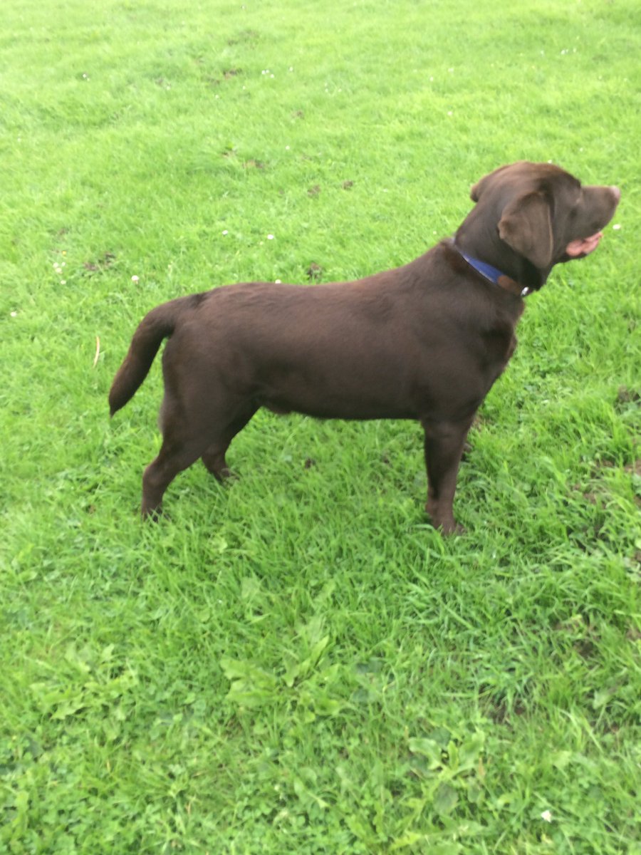 RileyLabrador tweet picture