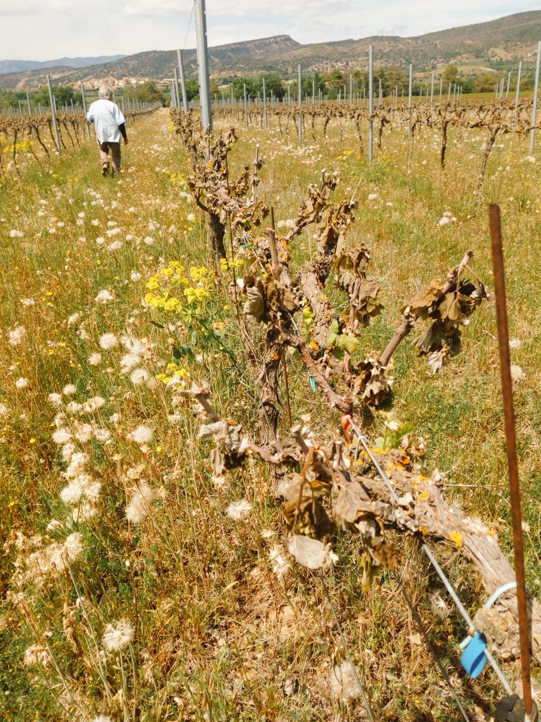 Pauloghg's tweet photo. Un antes y un después de la helada que arrasó la finca la Rivera. @cellervidavins #wines #catalanwine #viticulture https://t.co/UT9rurHX6j