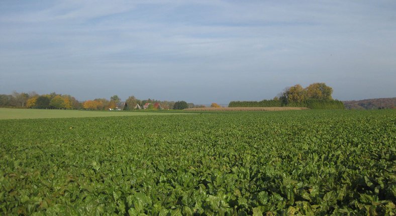 Organicseeds.nl (@OrganicseedsNL) | Twitter