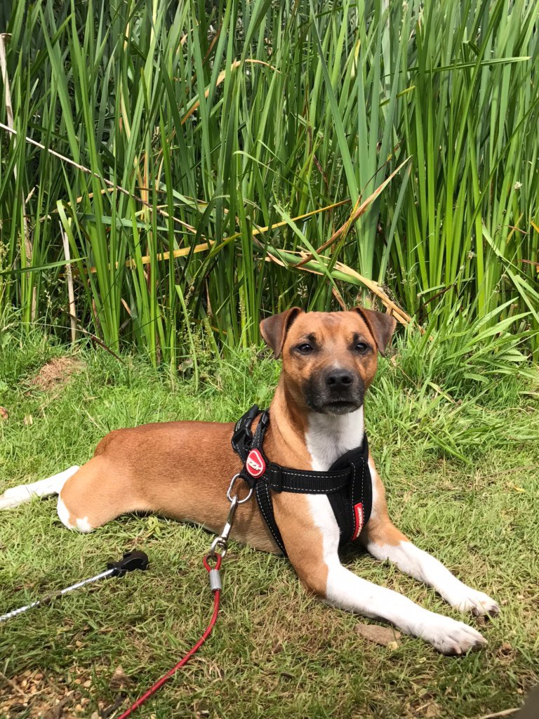 wearborne's tweet photo. @Plummer_Terrier here is a Plummer I breed just over a year ago. He's a great little dog https://t.co/c8lNEp05hO