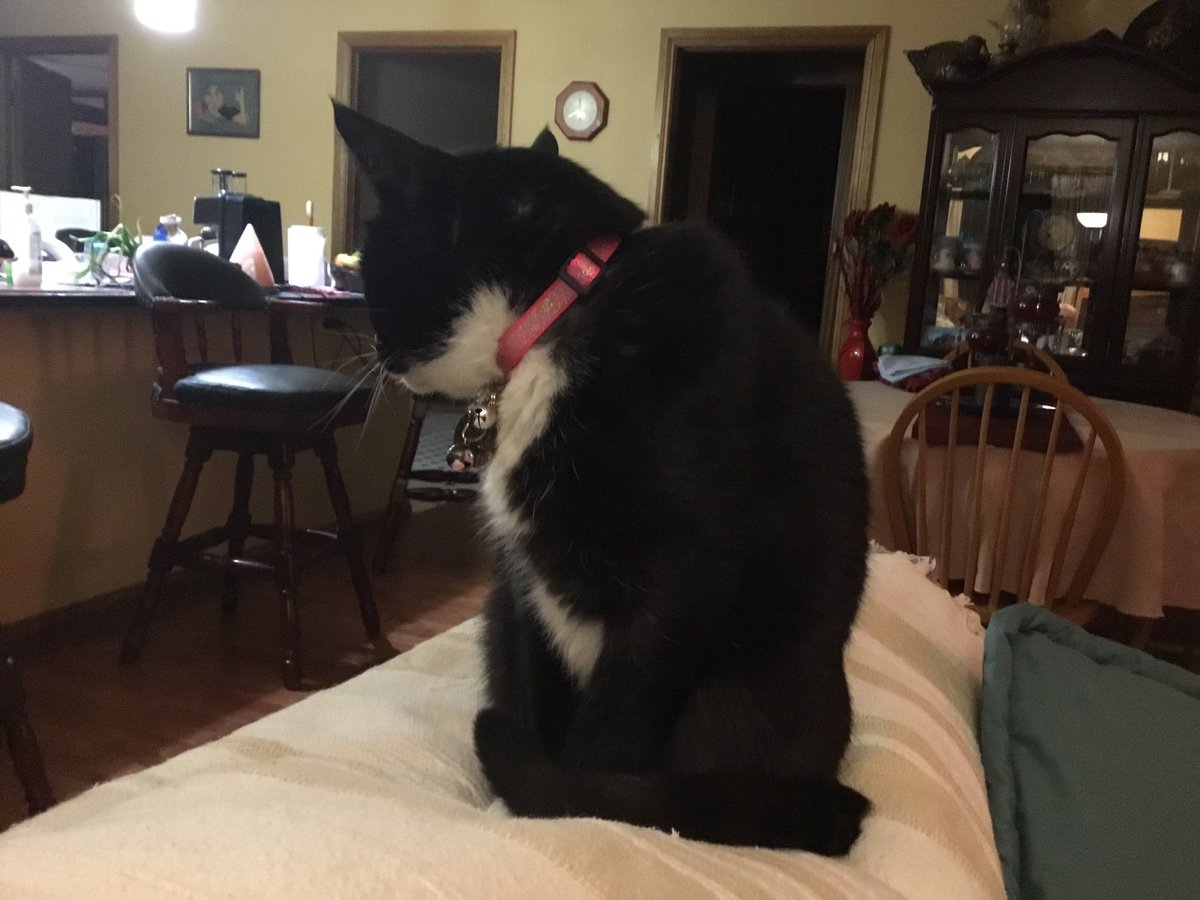SpiritKBrown's tweet photo. Bought cat new collar, so she sat and showed it off!. https://t.co/ezVDok3eQG