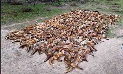 emeliobedelio's tweet image. Please join us on the 12th August to oppose killing of wild animals for sport or using them as a scapegoat when science tells us otherwise