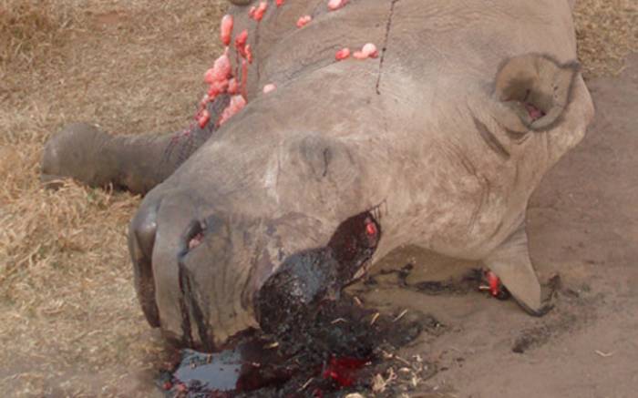 More resources needed to address rhino, elephant poaching - dept dlvr.it/PYJ25x
