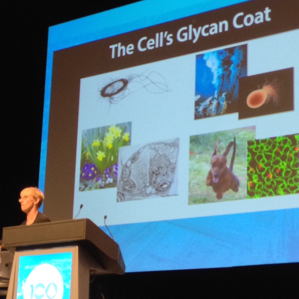 onqsoftware's tweet image. Great insight by Dr Laura Kiessling into lectins as microbial detectors at  #RACI100