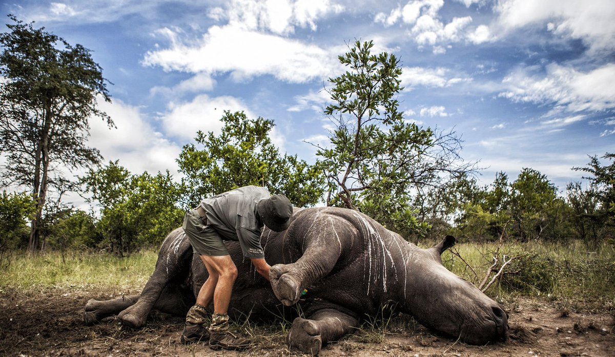 Poaching: SA heads for 1,000 rhino killings for the fifth year in a row By TONY CARNIE <a href="/tonycarnie/">Tony Carnie</a> buff.ly/2uunHVY