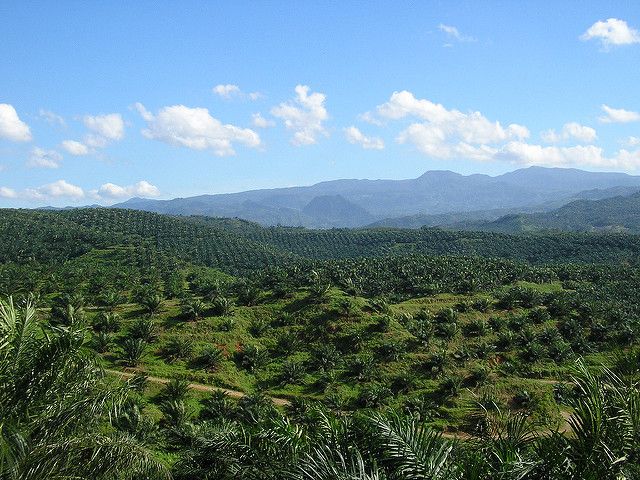 EnviroIntel's tweet photo. Drivers of #deforestation in Indonesia, inside and outside Concessions Areas, https://t.co/8p2Wc5mVou https://t.co/hkPL9GQRiM