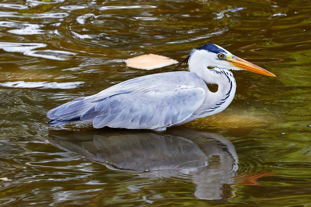 BroadsNP's tweet photo. Herons are a familiar sight when you're out on the Broads as they use their huge wings to burst out from the river bank! (📷 Melvin Yap) https://t.co/iQF33sl9ob