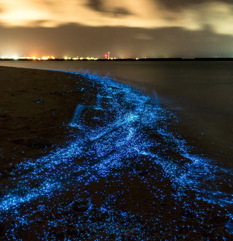 Il fenomeno della Bioluminescenza alle Maldive :)