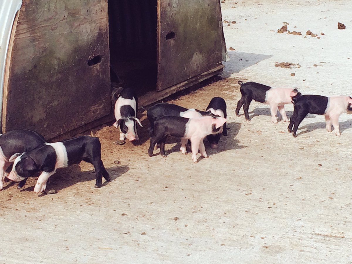 CallestickFarm's tweet photo. The #Callestick #piglets have arrived! π·π https://t.co/rUrDaaEnAh