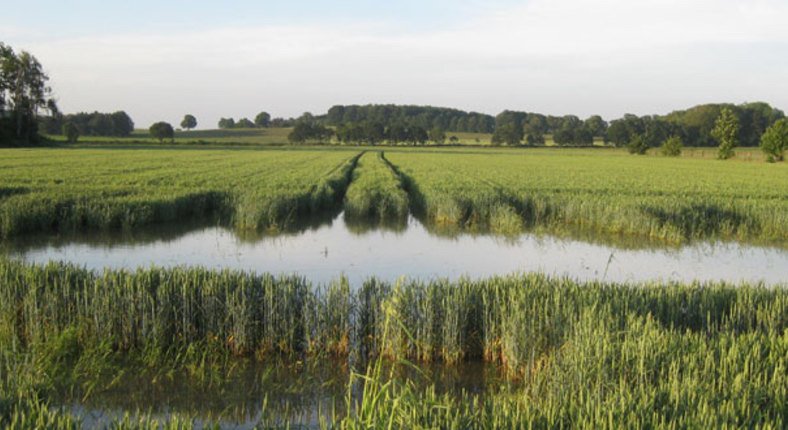 Organicseeds.nl (@OrganicseedsNL) | Twitter