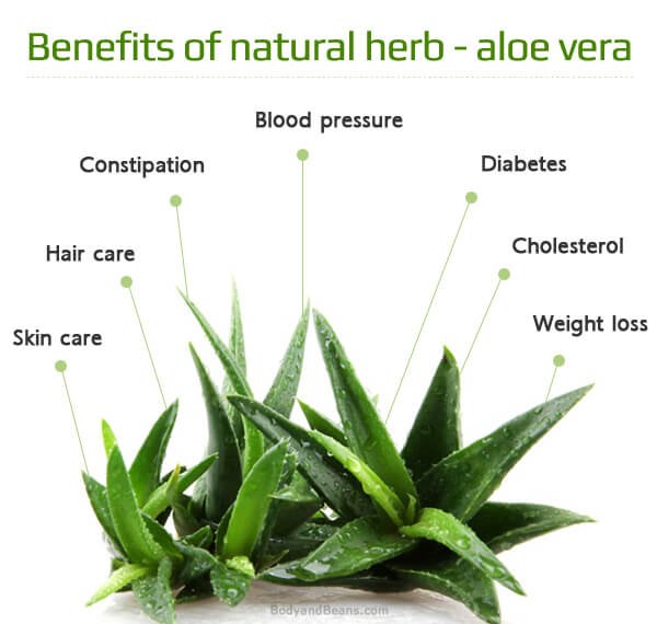 FutureUci's tweet photo. Health Benefits of Natural Herb - Aloe-Vera
 #health #fitness #wellness #herbs #weightloss #skin #skincare #beauty https://t.co/HYKVw8OVOG