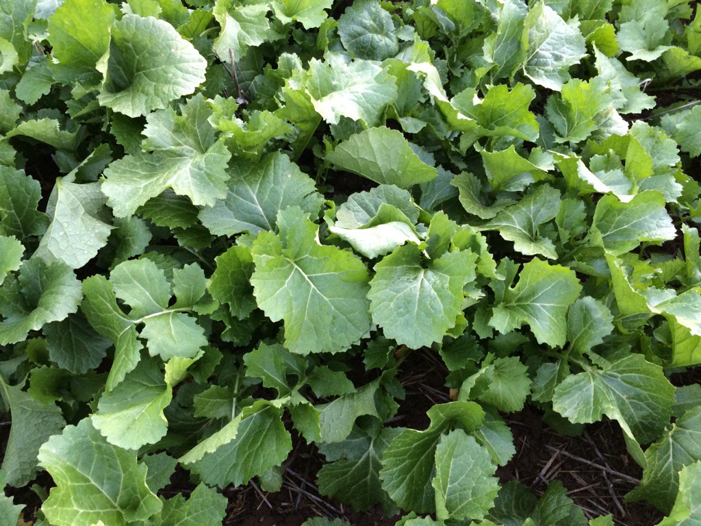 HarringtonDean's tweet photo. #falcon leafy turnip https://t.co/5Q39s6i8iE
