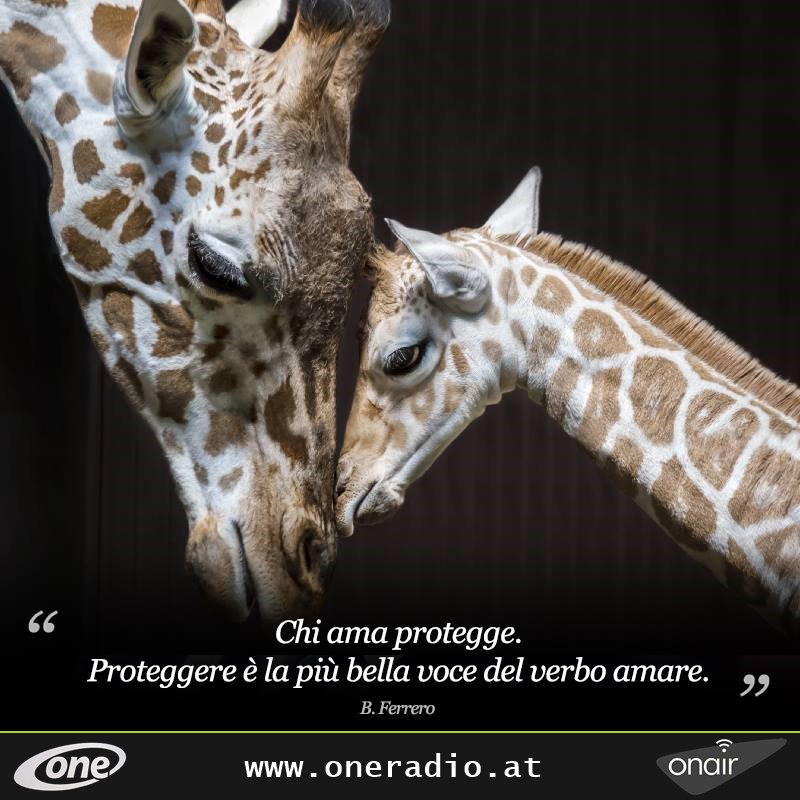 "Chi ama protegge.
Proteggere è la più bella voce del verbo amare."
