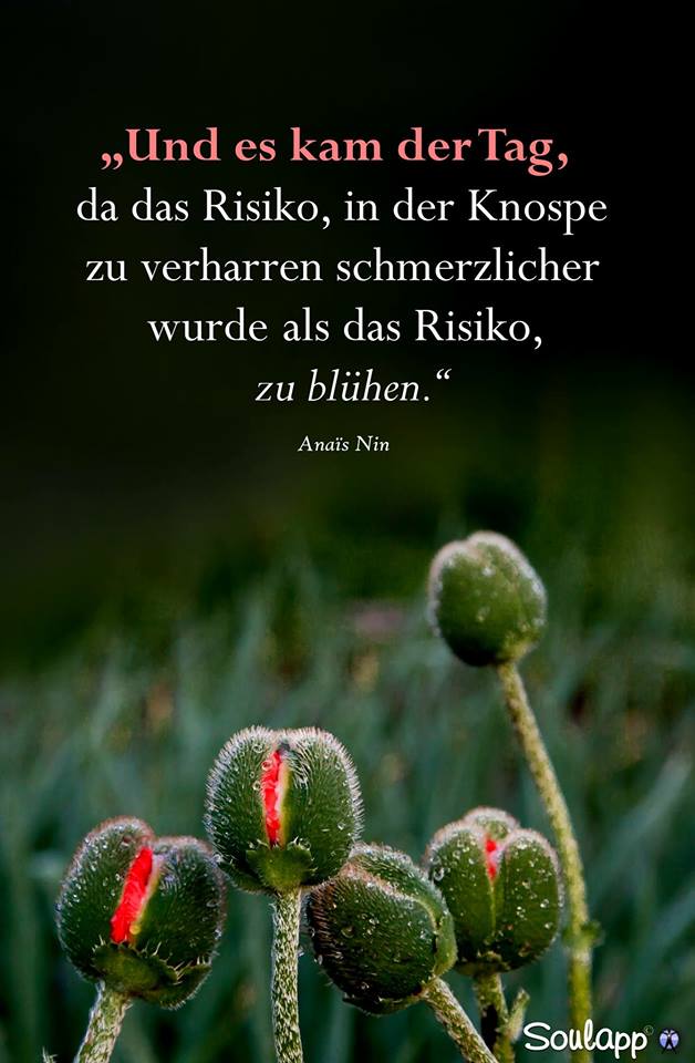 Compassioner4U's tweet photo. Trau dich zu erblühen... https://t.co/c3CcVq1a6Y
