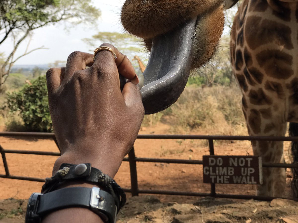 Heyaprilxo's tweet photo. Feeding giraffes is awesome! Beautiful experience, Love every bit of it. #magicalkenya #ilovekenya #Africa #Travelwithapril https://t.co/m1Tqe5Psln