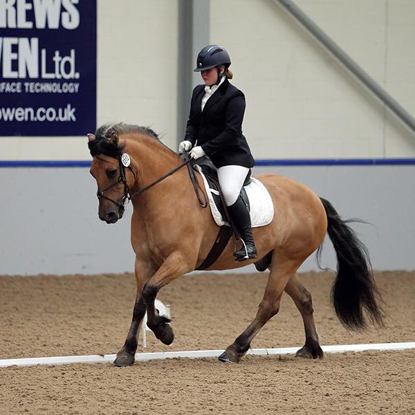 Kilbucho Korkoran strutting his stuff! Handsome boy!