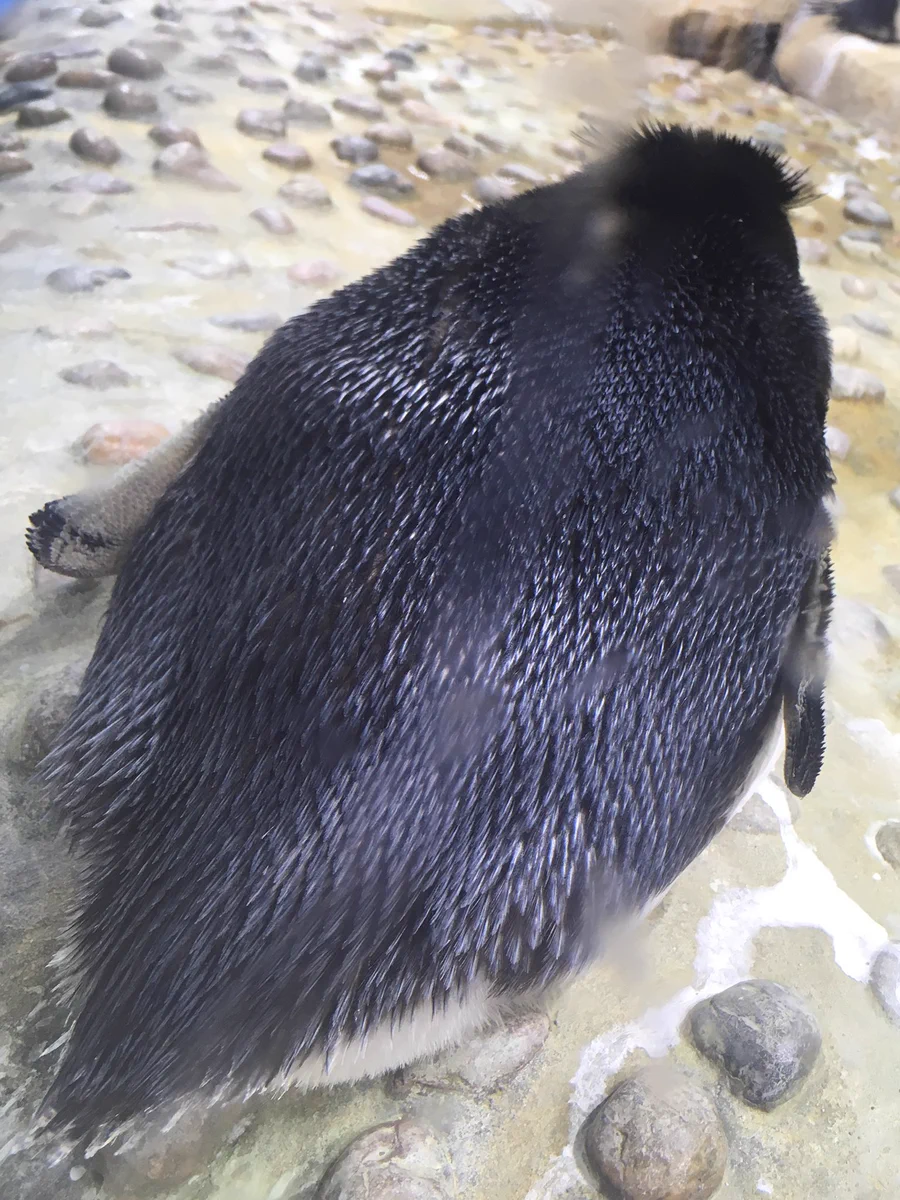 仙台うみの杜水族館公式 on X: 