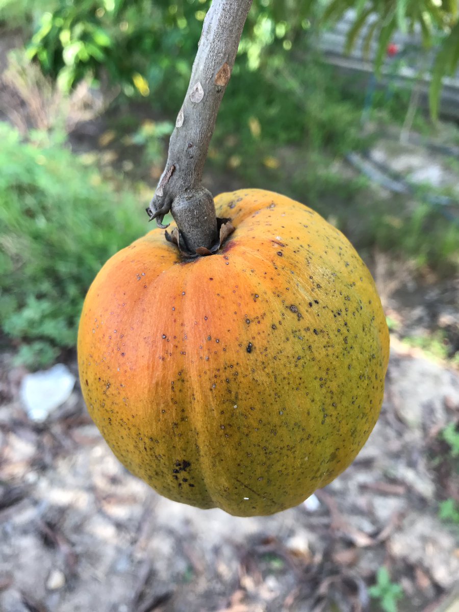 Massy マツシ一 Twitterren Macam Buah Kuning Telur Dalam Warna Kuning Ka