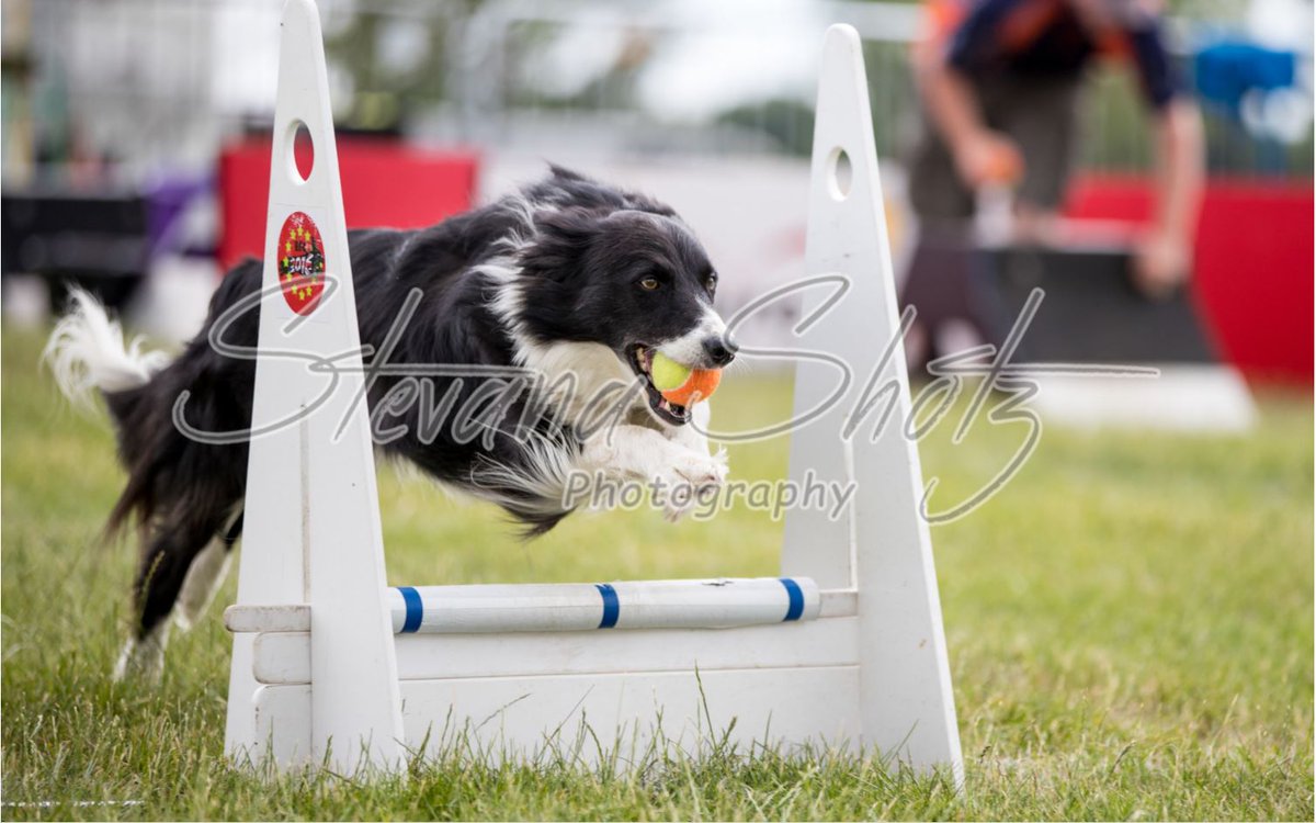 CambsFlyball's tweet photo. Congratulations to Sue &amp; Wiz for gaining their Flyball Dog Intermediate award (1,000 points) at Newark on 26th March 2017. https://t.co/9mmC8zboBU