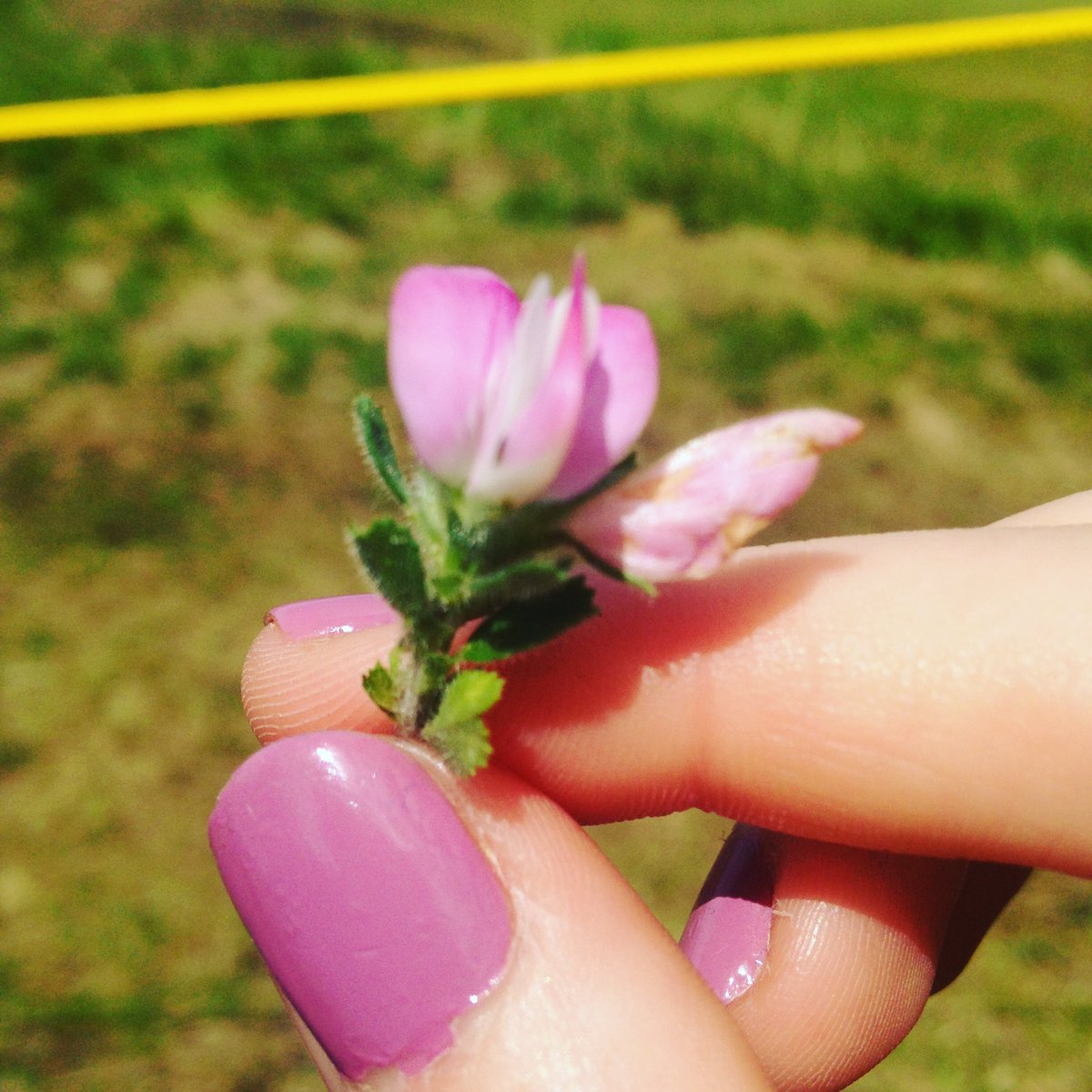 L0tt4i's tweet photo. #botany at @TheOpen #royalbirkdale #peafamily #Precologist #ecology #nature @BSBIbotany #colourcoordinated #nails @BarryMCosmetics https://t.co/49KPBblzRv