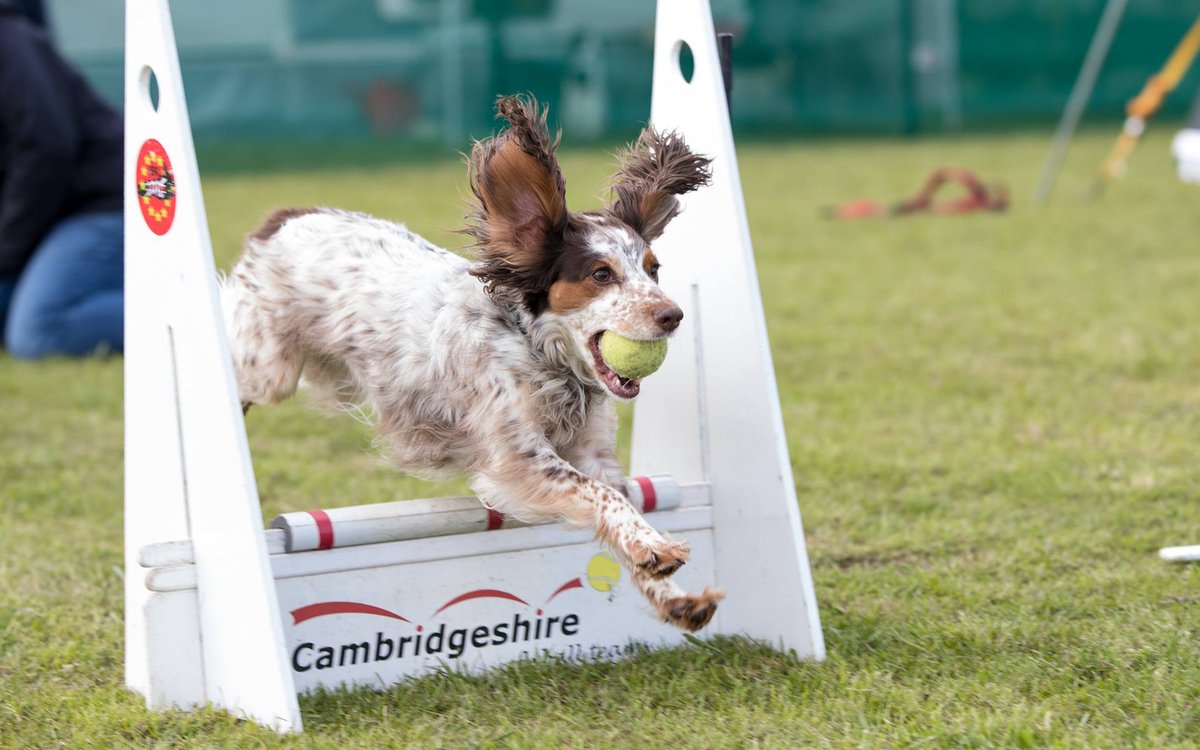 CambsFlyball's tweet photo. Congratulations to Jan &amp; Ruby for gaining their Gold award (15,000 points) at Beds Growers on 29th April 2017. https://t.co/rktF2m6p1Q