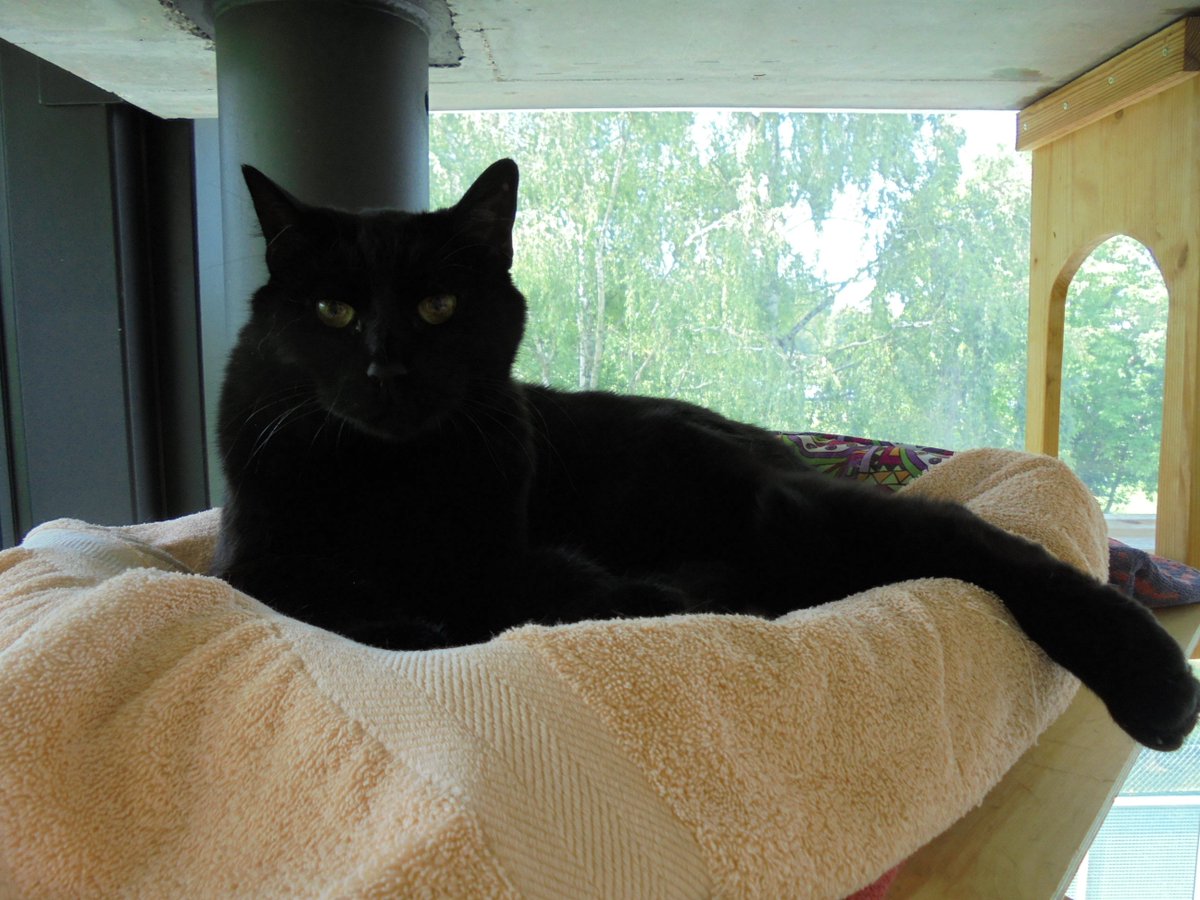 Wer gibt dem sympathischen, sensiblen, zärtlichen Baghiro ein liebevolles Daheim?: zuerchertierschutz.ch/tierheim #Katzen