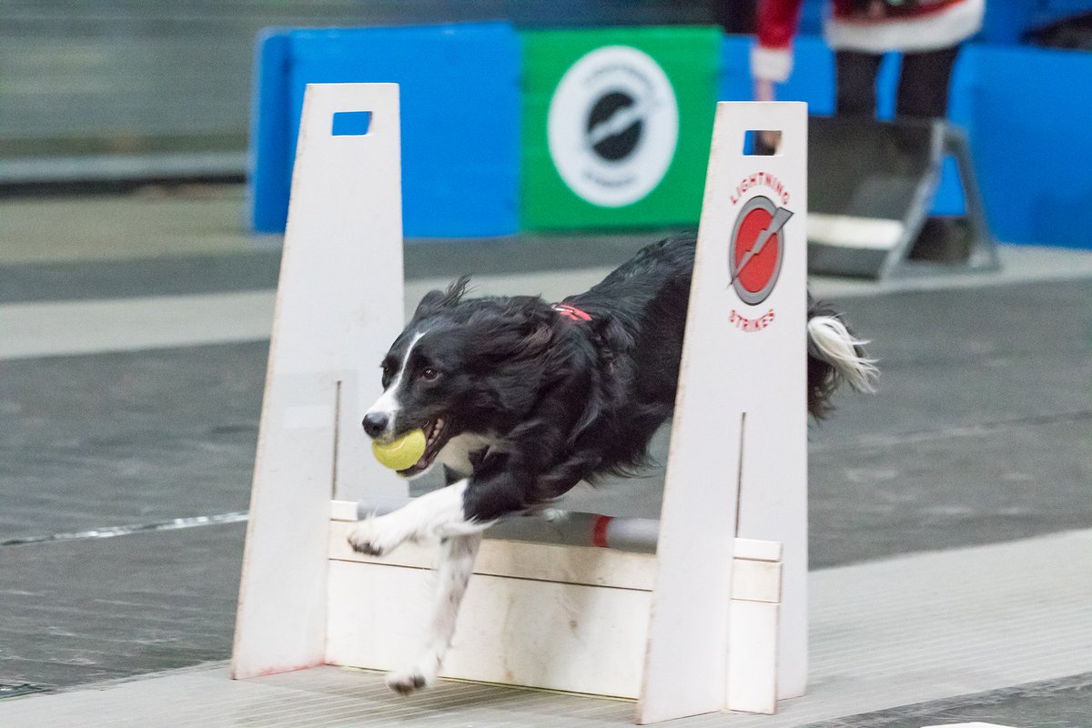 CambsFlyball's tweet photo. Congratulations to Tina &amp; Millie for gaining their Flyball Dog Graduate award (3,000 points) at Just Dogs Live on 8th July 2017. https://t.co/icFldZQELy