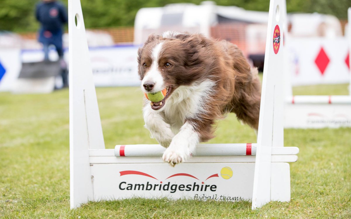 CambsFlyball's tweet photo. Congratulations to Sue &amp; Mikey for gaining their Flyball Dog Advanced award (5,000 points) at Southridge on 3rd June 2017. https://t.co/Oj8BFK1zsv