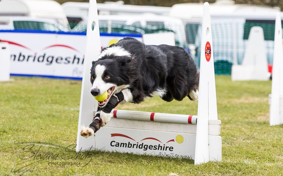 CambsFlyball's tweet photo. Congratulations to Pamela &amp; Bailey for gaining their Gold award (15,000 points) at Just Dogs Live on 8th July 2017. https://t.co/32PnQS4jCY