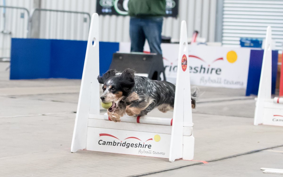 CambsFlyball's tweet photo. Congratulations to Ellen &amp; Tally for gaining their Platinum award (25,000 points) at Beds Growers on 29th April 2017. https://t.co/zAVs63dtPM