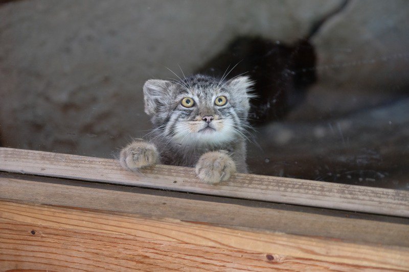 湖巣 1枚目は 埼玉県こども動物自然公園 の各所で見かける 石の動物たちシリーズ 2枚目 細いガラスの桟を歩こうとする子マヌル けっこう派手な音で落ちる しかも2 3度 3枚目 桟はこんなに細い ときどき登ろうともしてた マヌルネコ の子猫