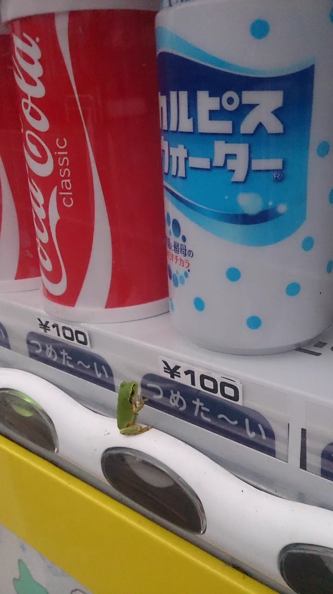 たまたまついてるだけなの？wwカルピスが欲しそうなカエルが可愛すぎるww