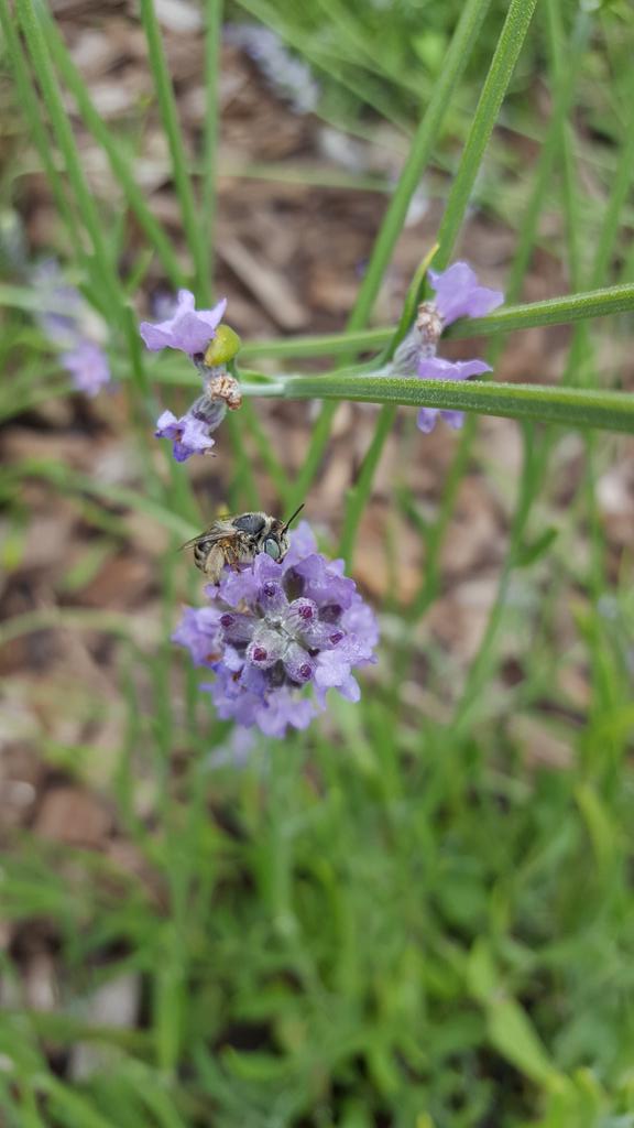 @RSPBintheEast @RSPBMinsmere @Natures_Voice Green Eyed Flower Bee (anthophora bimaculata) #greeneyedflowerbee