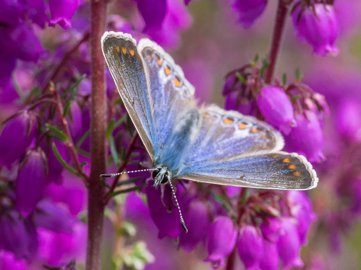 ChilternsNL's tweet photo. Have you taken part in @savebutterflies big #butterflycount yet? Great spotting opportunities in the #Chilterns https://t.co/RhCjufC0AT https://t.co/y6VMK0skHc