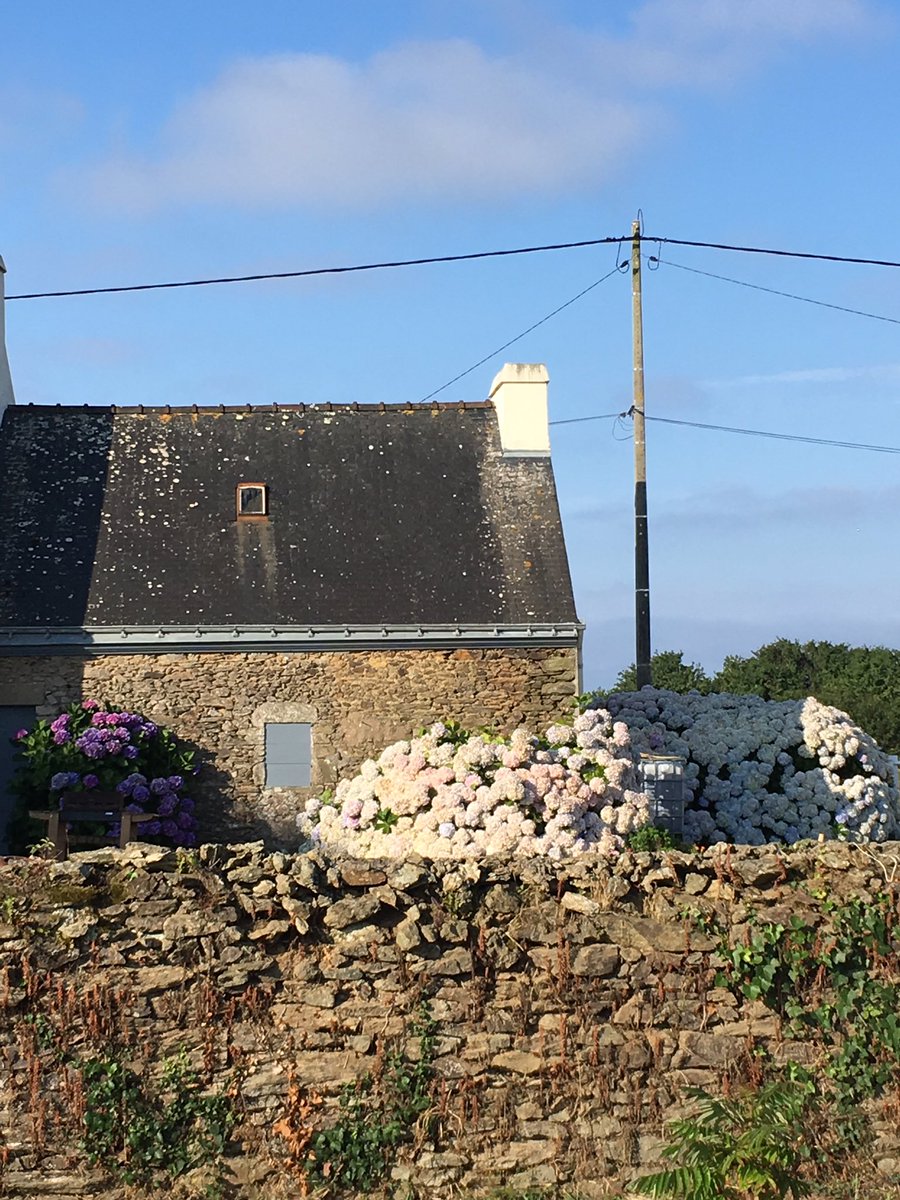 discovergroix's tweet photo. Stone walls and hydrangeas, a typical sight in #Groix. 🌸🏡#morbihantourism #britanny #islandlife https://t.co/S0uek9dgBu