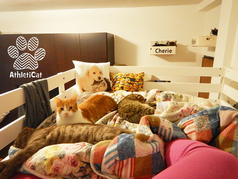 AthletiCatShop's tweet photo. Federica has a bed for each of her #furry friends 😍 🐱 #athleticat #furniture4cats #catbed #gatti https://t.co/ejrPc0idws