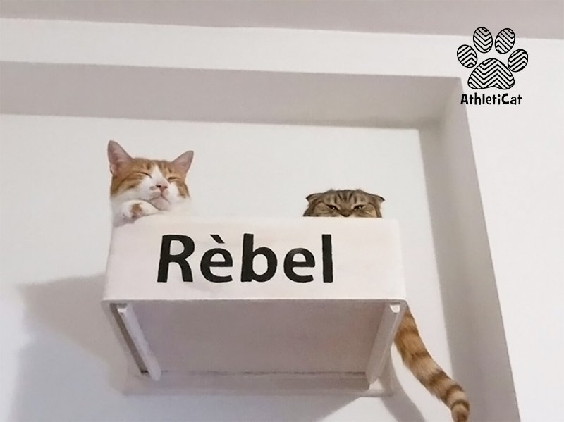 AthletiCatShop's tweet photo. Federica has a bed for each of her #furry friends 😍 🐱 #athleticat #furniture4cats #catbed #gatti https://t.co/ejrPc0idws