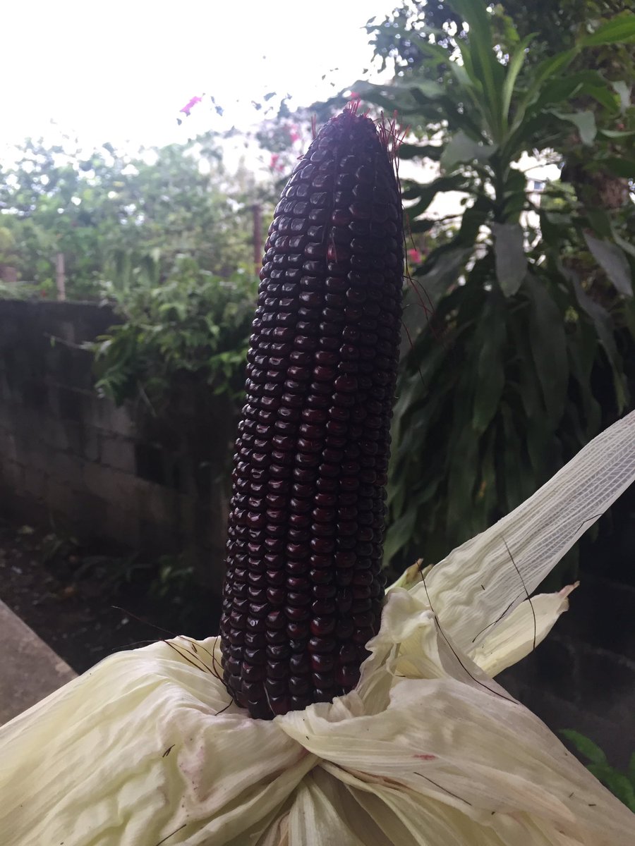 farabas1788's tweet photo. Napaka Dark na Purple...pero mas maitim budhi mo... https://t.co/ifWQ0B2DKd