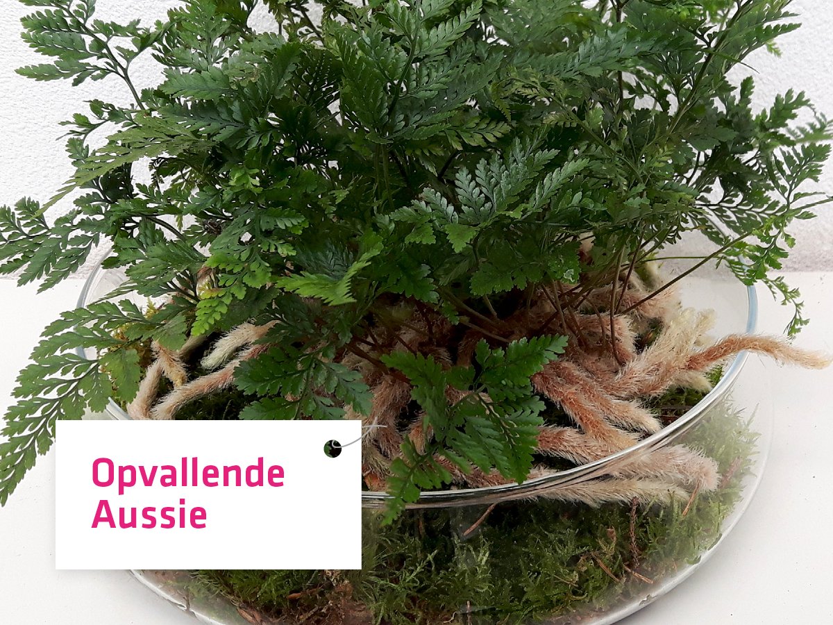 Wereldse platen: Apenpootjes - Humata Tyermannii Volksnaam: Apenpootjes varen.
Deze naam komt van de wollige wortels die over de pot groeien