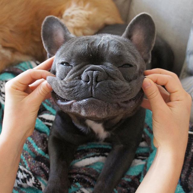 roverdotcom_fr's tweet photo. Souriez! 😀10€ offerts sur la réservation de votre #dogsitter avec le #couponcode SOLDES10 ! RDV sur https://t.co/nBd0U7fkaA #frenchbulldog https://t.co/DHwRY8dpgx