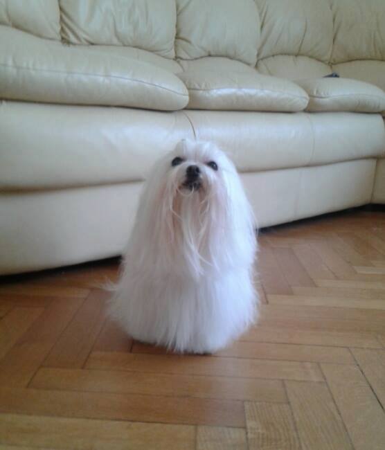 SCastanotto's tweet photo. Will u help my lil #maltese to climb #AmazonPetStar contest?Thank u💖 #dogs #paws #pets #Amazon #contest #puppy<3 https://t.co/o0MpED5f8E https://t.co/ZAD5C1ZAA6