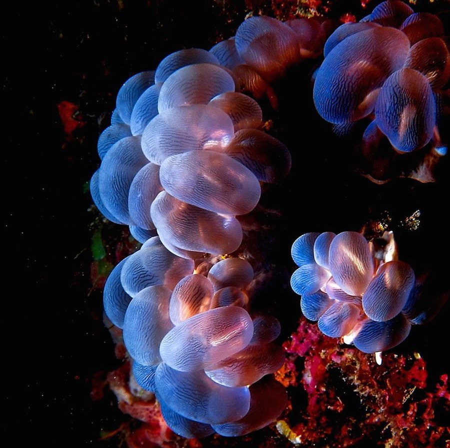 With underwater scenes like these, it's easy to see why Fiji's known as the soft coral capital of the world! 📷  <a href="/svdulcinea/">Stephen Ferguson</a>, @pimenta4531