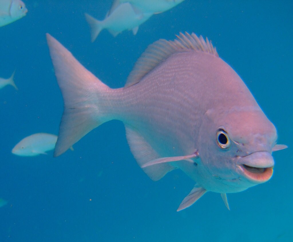 good evening/morning/afternoon my pals!!! I hope wherever you are you are enjoying yourself!!!