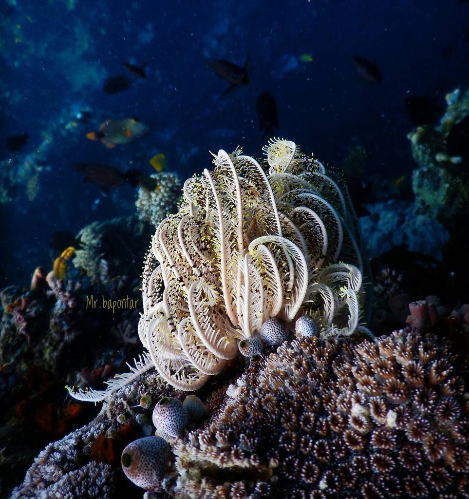 kitaina_id's tweet photo. Bunaken is a wondrous place. Ah! Can't take my eyes off you๐๐ #kitaina #exploremanado
๐ Taman Laut Bunaken,Manado
๐ท by @mr.bapontar (on IG) https://t.co/5SnxFD5bBL