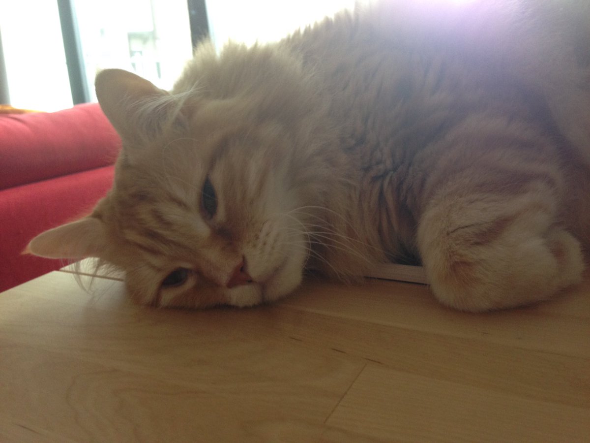 Baruch Von Pankakes tweet media