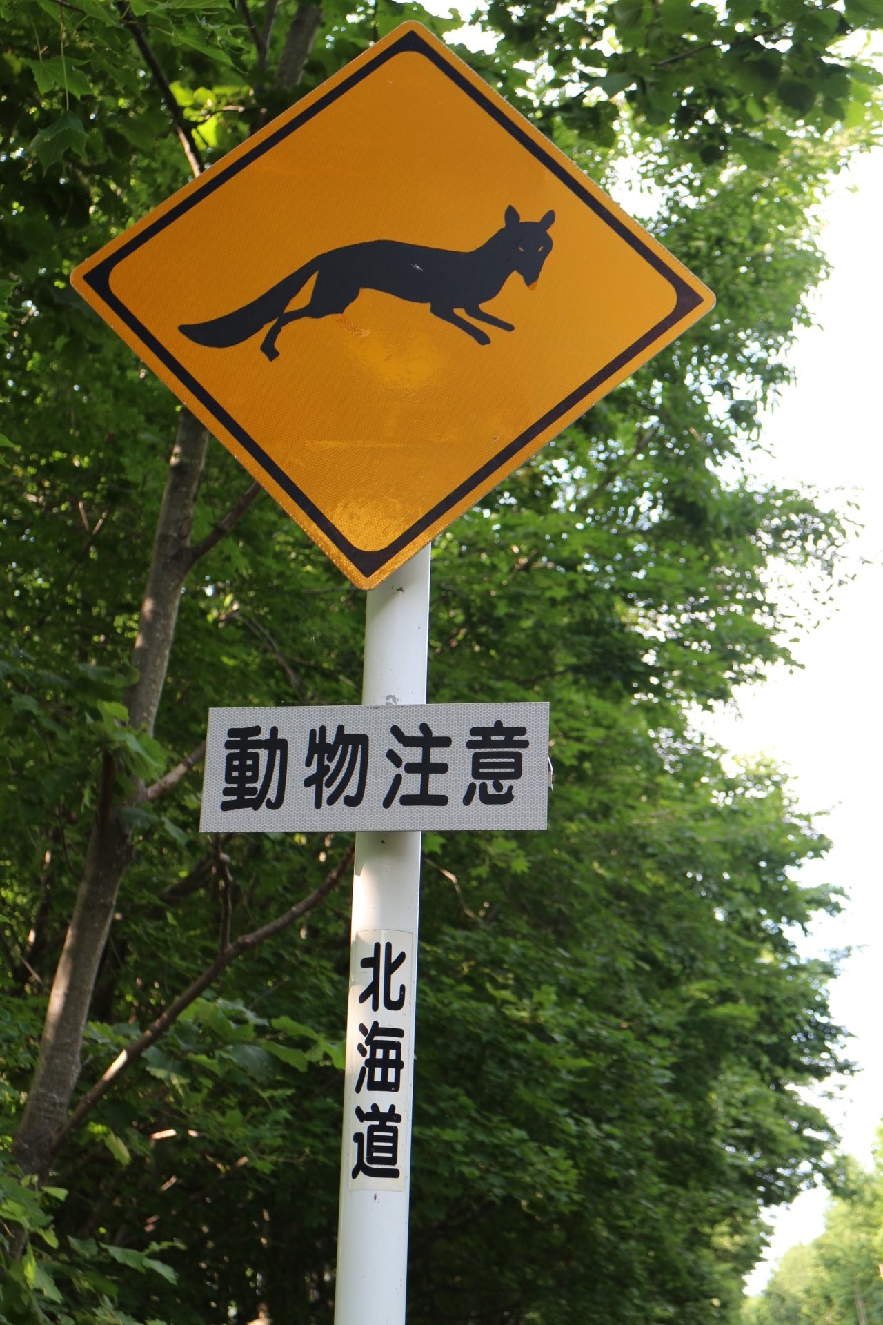 ひよこまめ この 動物注意の標識 なんかこわい ﾟdﾟ 北海道 動物注意 交通標識 T Co 01dhtujlu3 Twitter