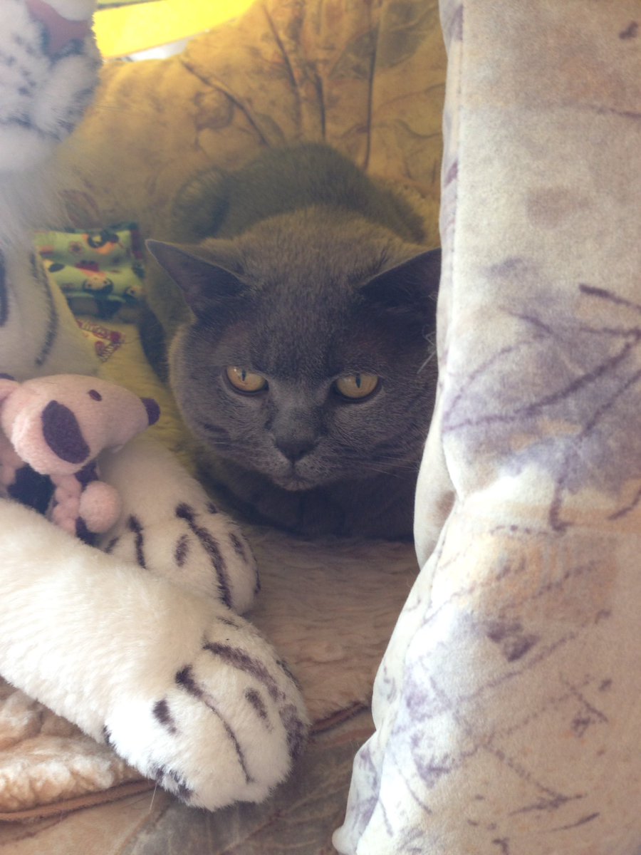 nikasparkle's tweet photo. Topmodel Katze 2.0
#GermanysNextCatmodel https://t.co/UjNBkju5zT